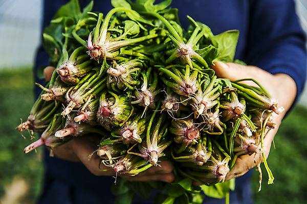 포토 JPG 주간 채소 한명 들기 상반신 야외 경상북도 특산물 시금치 포항 국내포토 자연요소 1 모션 사람 경상도 파일형식