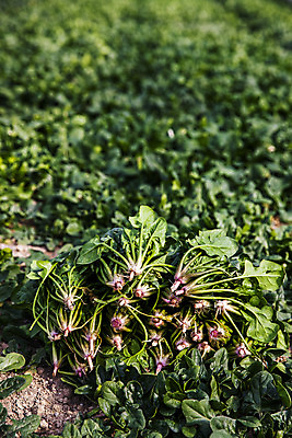 포토 JPG 주간 채소 사람없음 야외 경상북도 특산물 시금치 포항 국내포토 자연요소 경상도 파일형식