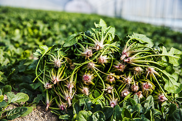 포토 JPG 주간 채소 사람없음 야외 경상북도 특산물 시금치 포항 국내포토 자연요소 경상도 파일형식