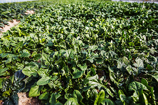 포토 JPG 주간 채소 사람없음 야외 경상북도 특산물 시금치 포항 국내포토 자연요소 경상도 파일형식
