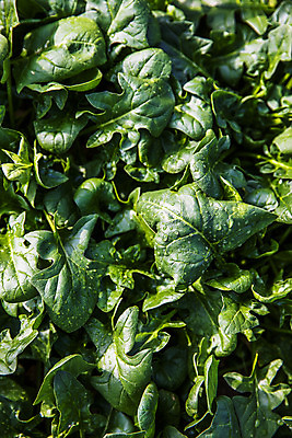 포토 JPG 주간 채소 사람없음 야외 경상북도 특산물 시금치 포항 국내포토 자연요소 경상도 파일형식