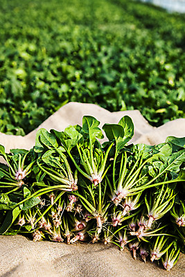 포토 JPG 주간 채소 사람없음 야외 경상북도 특산물 시금치 포항 국내포토 자연요소 경상도 파일형식