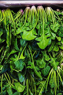 포토 JPG 주간 채소 사람없음 야외 경상북도 특산물 시금치 포항 국내포토 자연요소 경상도 파일형식