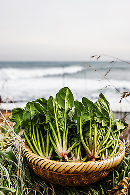 포토 JPG 주간 채소 사람없음 야외 바구니 경상북도 특산물 시금치 포항 국내포토 자연요소 경상도 파일형식