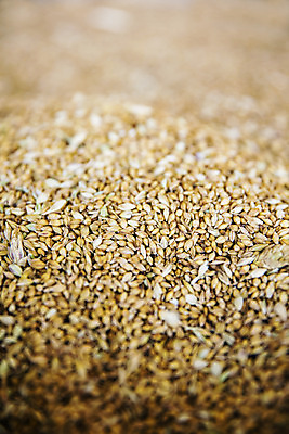 포토 JPG 식재료 곡류 사람없음 농작물 갈색 낟알 전라북도 특산물 보리 군산 찰보리 국내포토 컬러 농업 전라도 파일형식