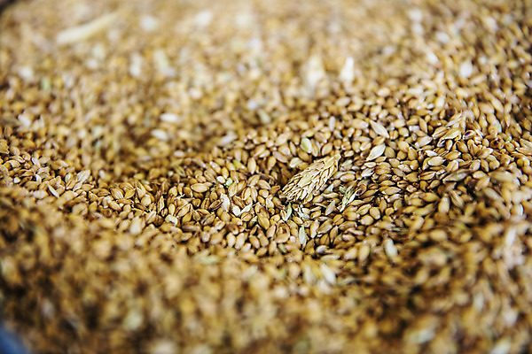 포토 JPG 식재료 곡류 근접촬영 사람없음 농작물 갈색 낟알 전라북도 특산물 보리 군산 찰보리 국내포토 뷰포인트 컬러 농업 전라도 파일형식