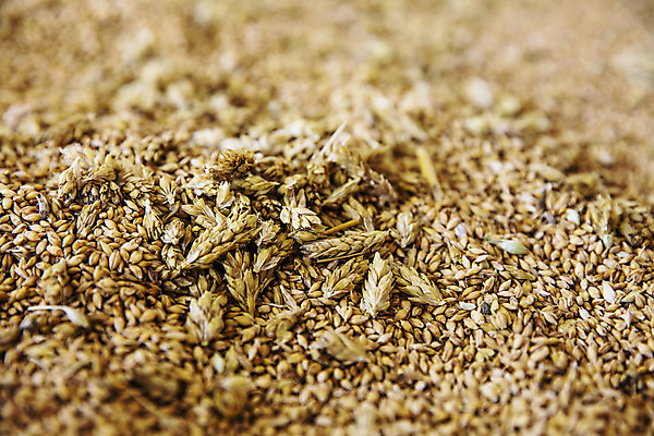 포토 JPG 식재료 곡류 근접촬영 사람없음 농작물 갈색 낟알 전라북도 특산물 보리 군산 찰보리 국내포토 뷰포인트 컬러 농업 전라도 파일형식