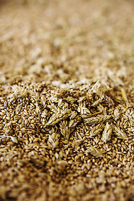 포토 JPG 식재료 곡류 근접촬영 사람없음 농작물 갈색 낟알 전라북도 특산물 보리 군산 찰보리 국내포토 뷰포인트 컬러 농업 전라도 파일형식