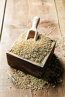 포토 JPG 그릇 식재료 곡류 사람없음 목재 농작물 갈색 낟알 전라북도 담기 특산물 보리 군산 스쿱 찰보리 나무배경 국내포토 나무 식기 컬러 백그라운드 농업 재료 모션 전라도 파일형식