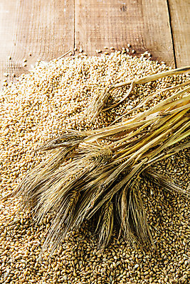 포토 JPG 식재료 곡류 사람없음 농작물 갈색 벼 낟알 전라북도 특산물 보리 군산 찰보리 나무배경 국내포토 컬러 백그라운드 농업 전라도 파일형식