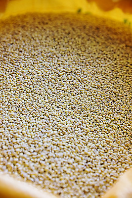 포토 JPG 식재료 곡류 근접촬영 사람없음 농작물 갈색 낟알 전라북도 특산물 보리 군산 찰보리 국내포토 뷰포인트 컬러 농업 전라도 파일형식