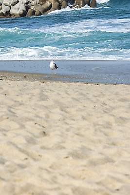 포토 JPG 주간 한마리 파도 바다 여행 겨울 자연 갈매기 한국 풍경 해변 사람없음 야외 관광지 모래사장 해수욕장 방파제 강원도 강릉 국내여행 국내포토 자연요소 1 계절 공공시설 아시아 조류 생태계 파일형식