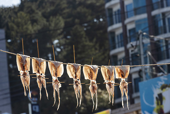 포토 JPG 주간 여행 겨울 건조 한국 사람없음 야외 건물 아웃포커스 관광지 오징어 강원도 강릉 국내여행 국내포토 자연요소 건축물 계절 아시아 연체동물 촬영기법 수중동물 파일형식