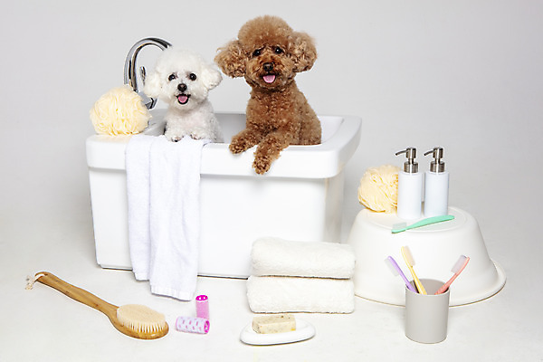 포토 JPG 스튜디오촬영 두마리 가족 물놀이 회색배경 욕조 실내 사람없음 반려동물 수건 위생용품 장난감 목욕 강아지 푸들 반려 비숑프리제 국내포토 동물 생활용품 백그라운드 2 관계 놀이 내부 청결 회색 개 파일형식