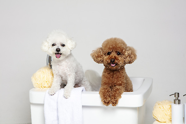 포토 JPG 스튜디오촬영 반려견 두마리 가족 물놀이 회색배경 욕조 실내 사람없음 반려동물 수건 위생용품 장난감 목욕 강아지 푸들 반려 비숑프리제 국내포토 동물 생활용품 백그라운드 2 관계 놀이 내부 청결 회색 개 파일형식