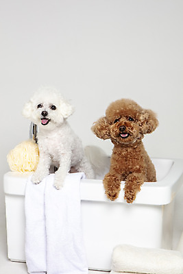 포토 JPG 스튜디오촬영 반려견 두마리 가족 물놀이 회색배경 욕조 실내 사람없음 반려동물 수건 위생용품 장난감 목욕 강아지 푸들 반려 샤워볼 비숑프리제 국내포토 동물 생활용품 백그라운드 2 관계 놀이 내부 청결 회색 개 파일형식