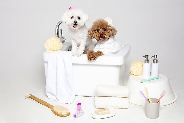포토 JPG 스튜디오촬영 반려견 두마리 가족 물놀이 회색배경 욕조 실내 사람없음 반려동물 위생용품 장난감 목욕 강아지 푸들 반려 비숑프리제 국내포토 동물 생활용품 백그라운드 2 관계 놀이 내부 청결 회색 개 파일형식