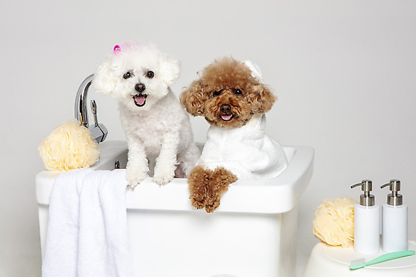 포토 JPG 스튜디오촬영 반려견 두마리 가족 물놀이 회색배경 욕조 실내 사람없음 반려동물 수건 위생용품 장난감 목욕 강아지 푸들 반려 비숑프리제 국내포토 동물 생활용품 백그라운드 2 관계 놀이 내부 청결 회색 개 파일형식