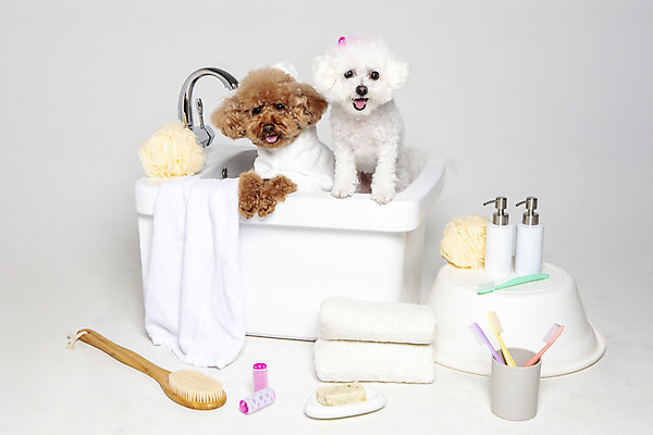 포토 JPG 스튜디오촬영 반려견 두마리 가족 물놀이 회색배경 욕조 실내 사람없음 반려동물 수건 위생용품 장난감 목욕 강아지 푸들 반려 비숑프리제 국내포토 동물 생활용품 백그라운드 2 관계 놀이 내부 청결 회색 개 파일형식