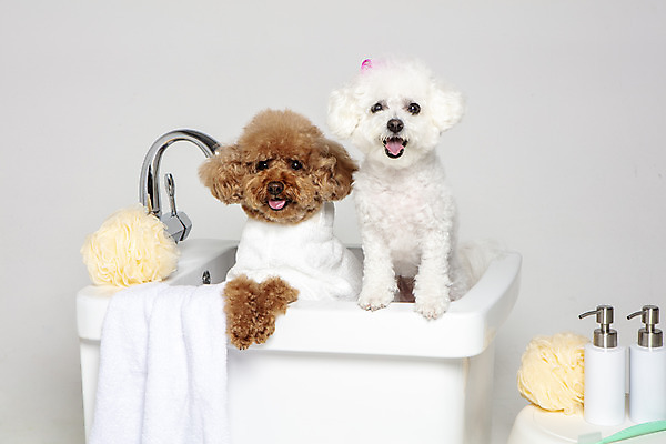 포토 JPG 스튜디오촬영 반려견 두마리 가족 물놀이 회색배경 욕조 실내 사람없음 반려동물 수건 위생용품 장난감 목욕 강아지 푸들 반려 샤워볼 샴푸용기 비숑프리제 국내포토 동물 생활용품 백그라운드 2 관계 놀이 내부 청결 회색 용기_그릇 개 샴푸 파일형식