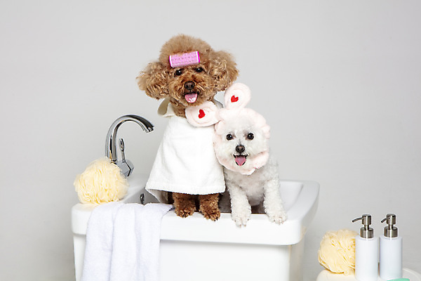 포토 JPG 스튜디오촬영 반려견 두마리 가족 물놀이 회색배경 욕조 실내 사람없음 반려동물 수건 위생용품 장난감 목욕 강아지 푸들 반려 샤워볼 샴푸용기 비숑프리제 국내포토 동물 생활용품 백그라운드 2 관계 놀이 내부 청결 회색 용기_그릇 개 샴푸 파일형식