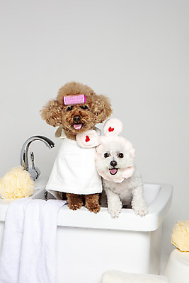 포토 JPG 스튜디오촬영 반려견 두마리 가족 물놀이 회색배경 욕조 실내 사람없음 반려동물 수건 위생용품 장난감 목욕 강아지 푸들 반려 샤워볼 비숑프리제 국내포토 동물 생활용품 백그라운드 2 관계 놀이 내부 청결 회색 개 파일형식