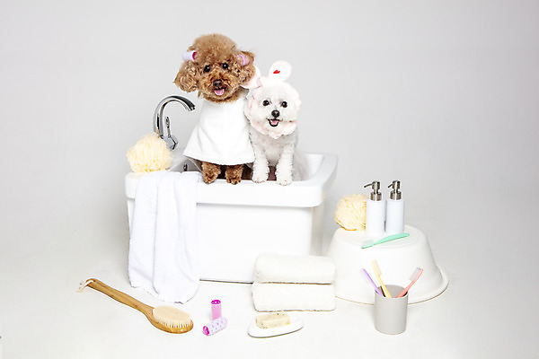 포토 JPG 스튜디오촬영 반려견 두마리 가족 물놀이 회색배경 욕조 실내 사람없음 반려동물 수건 위생용품 장난감 목욕 강아지 푸들 반려 비숑프리제 국내포토 동물 생활용품 백그라운드 2 관계 놀이 내부 청결 회색 개 파일형식