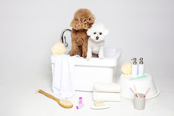 포토 JPG 스튜디오촬영 반려견 두마리 가족 물놀이 회색배경 욕조 실내 사람없음 반려동물 수건 위생용품 장난감 목욕 강아지 푸들 반려 비숑프리제 국내포토 동물 생활용품 백그라운드 2 관계 놀이 내부 청결 회색 개 파일형식