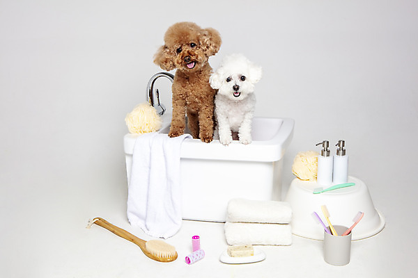 포토 JPG 스튜디오촬영 반려견 두마리 가족 물놀이 회색배경 욕조 실내 사람없음 반려동물 수건 위생용품 장난감 목욕 강아지 푸들 반려 비숑프리제 국내포토 동물 생활용품 백그라운드 2 관계 놀이 내부 청결 회색 개 파일형식