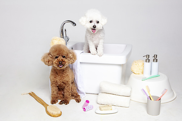 포토 JPG 스튜디오촬영 반려견 두마리 가족 물놀이 회색배경 욕조 실내 사람없음 반려동물 수건 위생용품 장난감 목욕 강아지 푸들 반려 비숑프리제 국내포토 동물 생활용품 백그라운드 2 관계 놀이 내부 청결 회색 개 파일형식