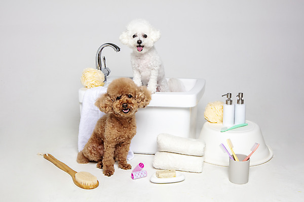 포토 JPG 스튜디오촬영 반려견 두마리 가족 물놀이 회색배경 욕조 실내 사람없음 반려동물 수건 위생용품 장난감 목욕 강아지 푸들 반려 비숑프리제 국내포토 동물 생활용품 백그라운드 2 관계 놀이 내부 청결 회색 개 파일형식