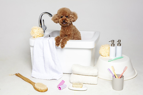 포토 JPG 스튜디오촬영 한마리 반려견 가족 물놀이 회색배경 욕조 실내 사람없음 반려동물 수건 위생용품 장난감 목욕 강아지 푸들 반려 국내포토 동물 1 생활용품 백그라운드 관계 놀이 내부 청결 회색 개 파일형식