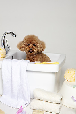 포토 JPG 스튜디오촬영 한마리 반려견 가족 물놀이 회색배경 욕조 실내 사람없음 반려동물 수건 위생용품 장난감 목욕 강아지 푸들 반려 국내포토 동물 1 생활용품 백그라운드 관계 놀이 내부 청결 회색 개 파일형식