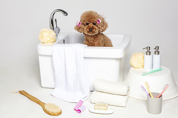 포토 JPG 스튜디오촬영 한마리 반려견 가족 물놀이 회색배경 욕조 실내 사람없음 반려동물 수건 위생용품 장난감 목욕 강아지 푸들 반려 국내포토 동물 1 생활용품 백그라운드 관계 놀이 내부 청결 회색 개 파일형식