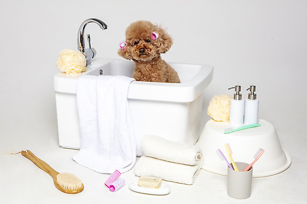 포토 JPG 스튜디오촬영 한마리 반려견 가족 물놀이 회색배경 욕조 실내 사람없음 반려동물 수건 위생용품 장난감 목욕 강아지 푸들 반려 국내포토 동물 1 생활용품 백그라운드 관계 놀이 내부 청결 회색 개 파일형식