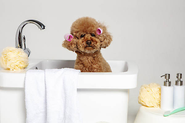 포토 JPG 스튜디오촬영 한마리 반려견 가족 물놀이 회색배경 욕조 실내 사람없음 반려동물 수건 위생용품 장난감 목욕 강아지 푸들 반려 국내포토 동물 1 생활용품 백그라운드 관계 놀이 내부 청결 회색 개 파일형식