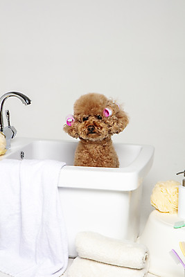 포토 JPG 스튜디오촬영 한마리 반려견 가족 물놀이 회색배경 욕조 실내 사람없음 반려동물 수건 위생용품 장난감 목욕 강아지 푸들 반려 국내포토 동물 1 생활용품 백그라운드 관계 놀이 내부 청결 회색 개 파일형식