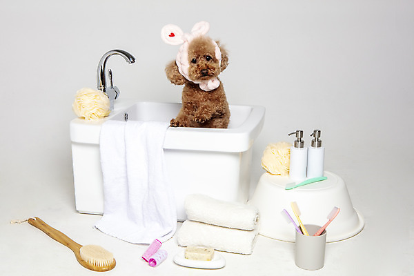 포토 JPG 스튜디오촬영 한마리 반려견 가족 물놀이 회색배경 욕조 실내 사람없음 반려동물 수건 위생용품 장난감 목욕 강아지 푸들 반려 국내포토 동물 1 생활용품 백그라운드 관계 놀이 내부 청결 회색 개 파일형식
