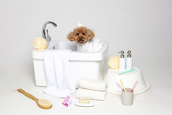 포토 JPG 스튜디오촬영 한마리 반려견 가족 물놀이 회색배경 욕조 실내 사람없음 반려동물 수건 위생용품 장난감 목욕 강아지 푸들 반려 국내포토 동물 1 생활용품 백그라운드 관계 놀이 내부 청결 회색 개 파일형식