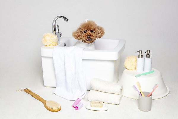 포토 JPG 스튜디오촬영 한마리 반려견 가족 물놀이 회색배경 욕조 실내 사람없음 반려동물 수건 위생용품 장난감 목욕 강아지 푸들 반려 국내포토 동물 1 생활용품 백그라운드 관계 놀이 내부 청결 회색 개 파일형식