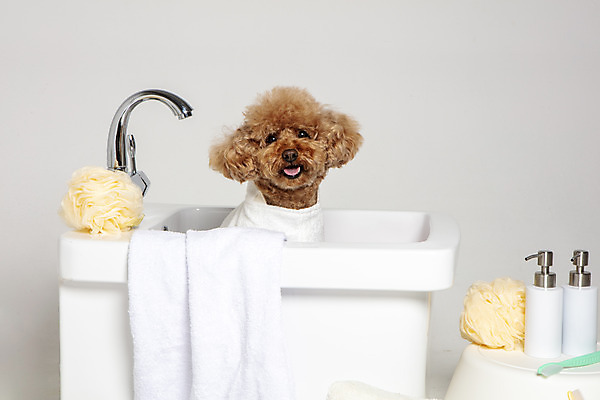 포토 JPG 스튜디오촬영 한마리 반려견 가족 물놀이 회색배경 욕조 실내 사람없음 반려동물 수건 위생용품 장난감 목욕 강아지 푸들 반려 국내포토 동물 1 생활용품 백그라운드 관계 놀이 내부 청결 회색 개 파일형식