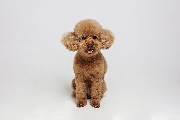 포토 JPG 스튜디오촬영 한마리 응시 시선 반려견 가족 회색배경 실내 사람없음 반려동물 강아지 푸들 반려 국내포토 동물 1 백그라운드 관계 내부 회색 개 파일형식