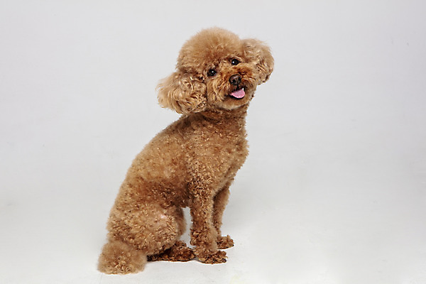 포토 JPG 스튜디오촬영 한마리 응시 시선 반려견 가족 회색배경 실내 사람없음 반려동물 강아지 푸들 반려 국내포토 동물 1 백그라운드 관계 내부 회색 개 파일형식