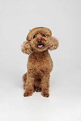 포토 JPG 스튜디오촬영 한마리 응시 시선 반려견 가족 회색배경 실내 사람없음 반려동물 강아지 푸들 반려 국내포토 동물 1 백그라운드 관계 내부 회색 개 파일형식