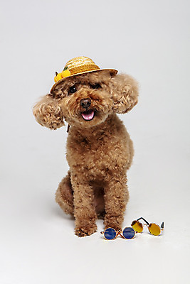 포토 JPG 스튜디오촬영 모자 한마리 시선 반려견 가족 회색배경 실내 사람없음 반려동물 선글라스 강아지 푸들 반려 국내포토 동물 1 잡화 안경 백그라운드 관계 내부 회색 개 파일형식