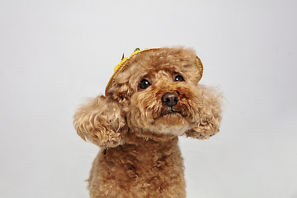 포토 JPG 스튜디오촬영 모자 한마리 응시 시선 반려견 가족 회색배경 실내 사람없음 반려동물 강아지 푸들 반려 국내포토 동물 1 잡화 백그라운드 관계 내부 회색 개 파일형식