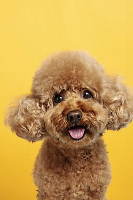 포토 JPG 스튜디오촬영 한마리 응시 시선 반려견 가족 실내 근접촬영 사람없음 반려동물 강아지 푸들 노란배경 반려 국내포토 동물 1 뷰포인트 백그라운드 관계 내부 노란색 개 파일형식