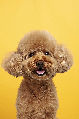 포토 JPG 스튜디오촬영 한마리 응시 시선 반려견 가족 실내 근접촬영 사람없음 반려동물 강아지 푸들 노란배경 반려 국내포토 동물 1 뷰포인트 백그라운드 관계 내부 노란색 개 파일형식