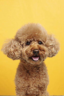포토 JPG 스튜디오촬영 한마리 응시 시선 반려견 가족 실내 근접촬영 사람없음 반려동물 강아지 푸들 노란배경 반려 국내포토 동물 1 뷰포인트 백그라운드 관계 내부 노란색 개 파일형식