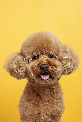 포토 JPG 스튜디오촬영 한마리 응시 시선 반려견 가족 실내 근접촬영 사람없음 반려동물 강아지 푸들 노란배경 반려 국내포토 동물 1 뷰포인트 백그라운드 관계 내부 노란색 개 파일형식